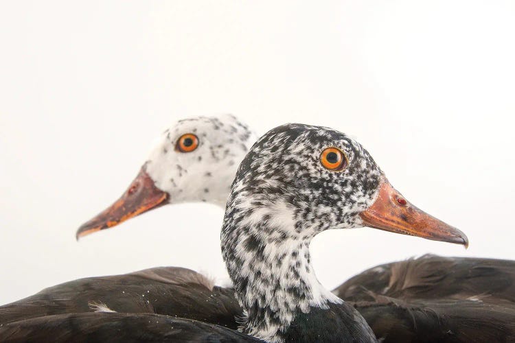 A Male And Female White-Winged Duck At Sylvan Heights Bird Park