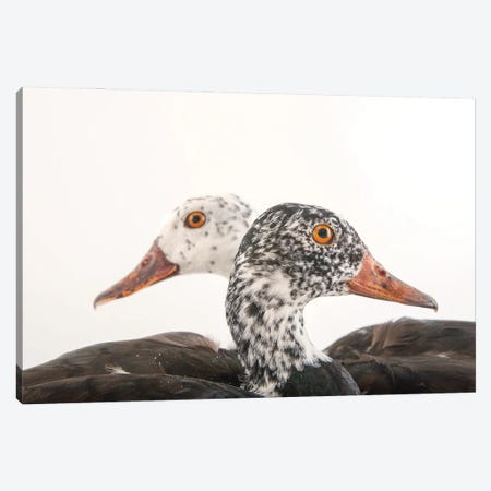 A Male And Female White-Winged Duck At Sylvan Heights Bird Park Canvas Print #SRR126} by Joel Sartore Canvas Artwork