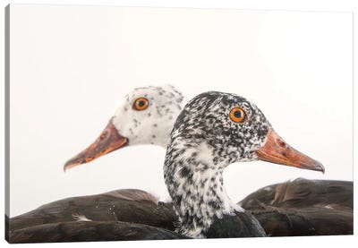 A Male And Female White-Winged Duck At Sylvan Heights Bird Park Canvas Art Print - Joel Sartore