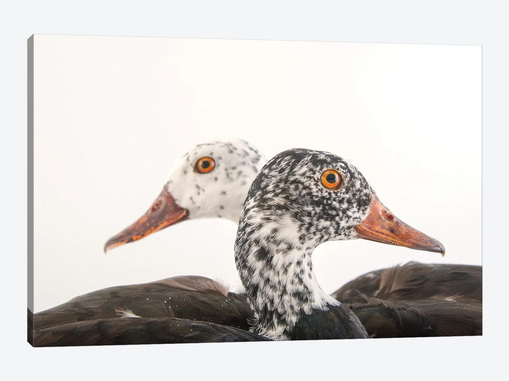 A Male And Female White-Winged Duck At Sylvan Heights Bird Park by Joel Sartore 1-piece Canvas Art Print