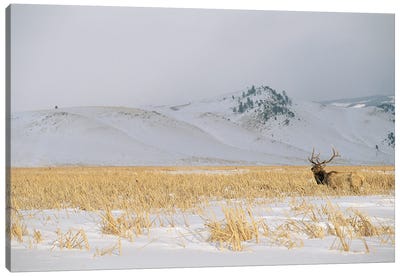 A Male Elk Standing In Snowy Field Near Gentle Rolling Hills Near Jackson Hole, Wyoming Canvas Art Print - Snowy Mountain Art