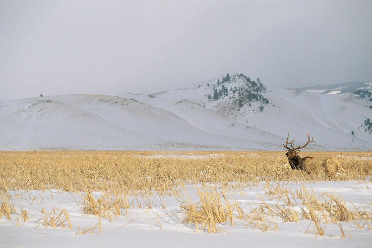 A Male Elk Standing In Snowy Field Near Gentle Rolling Hills Near Jackson Hole, Wyoming