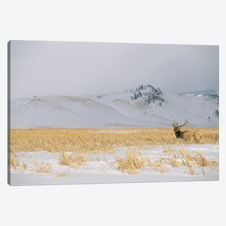 A Male Elk Standing In Snowy Field Near Gentle Rolling Hills Near Jackson Hole, Wyoming Canvas Print #SRR127} by Joel Sartore Canvas Art
