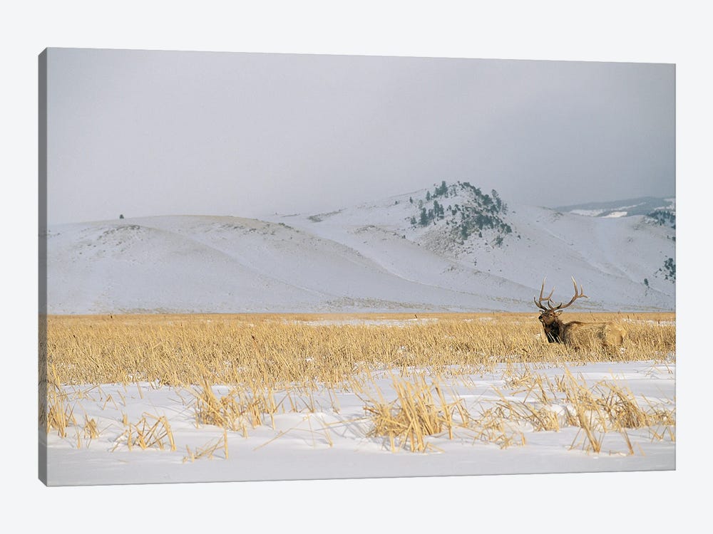 A Male Elk Standing In Snowy Field Near Gentle Rolling Hills Near Jackson Hole, Wyoming by Joel Sartore 1-piece Canvas Wall Art