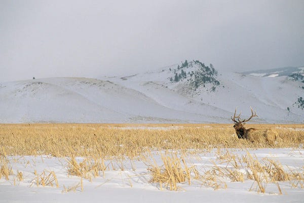 Joel Sartore: A Male Elk Standing In Snowy Field Near Gentle Rolling Hills Near Jackson Hole, Wyoming by Joel Sartore