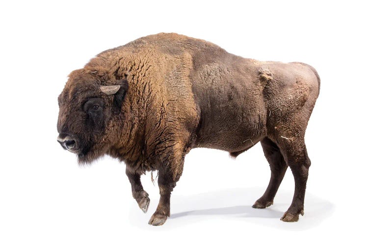 A Male European Bison At Parco Natura Viva In Bussolengo, Italy