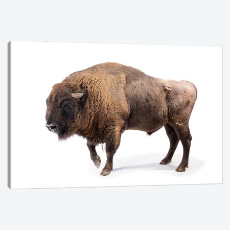 A Male European Bison At Parco Natura Viva In Bussolengo, Italy Canvas Print #SRR128} by Joel Sartore Canvas Print