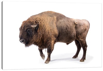 A Male European Bison At Parco Natura Viva In Bussolengo, Italy Canvas Art Print - Joel Sartore