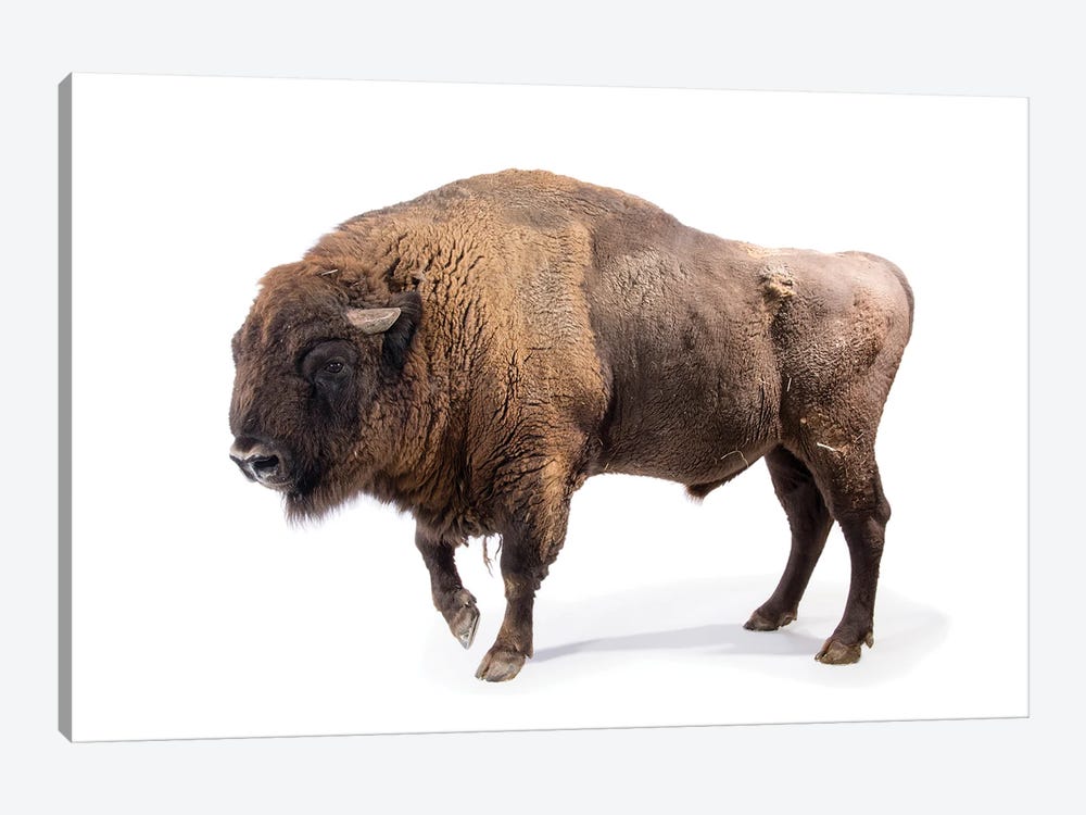 A Male European Bison At Parco Natura Viva In Bussolengo, Italy by Joel Sartore 1-piece Canvas Art Print