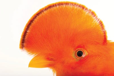 A Male Guianan Cock-Of-The-Rock At The Dallas World Aquarium by Joel Sartore framed wall art