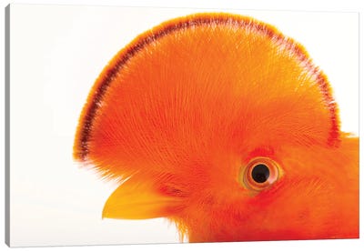 A Male Guianan Cock-Of-The-Rock At The Dallas World Aquarium Canvas Art Print - Joel Sartore