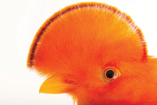 Joel Sartore: A Male Guianan Cock-Of-The-Rock At The Dallas World Aquarium by Joel Sartore