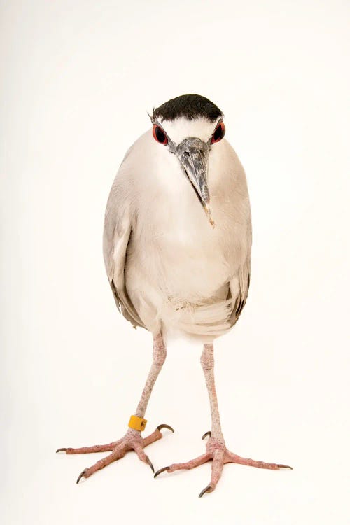 A Black-Crowned Night Heron At The Living Desert Zoo And Gardens In Palm Desert, California