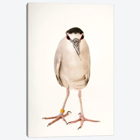 A Black-Crowned Night Heron At The Living Desert Zoo And Gardens In Palm Desert, California Canvas Print #SRR12} by Joel Sartore Canvas Artwork