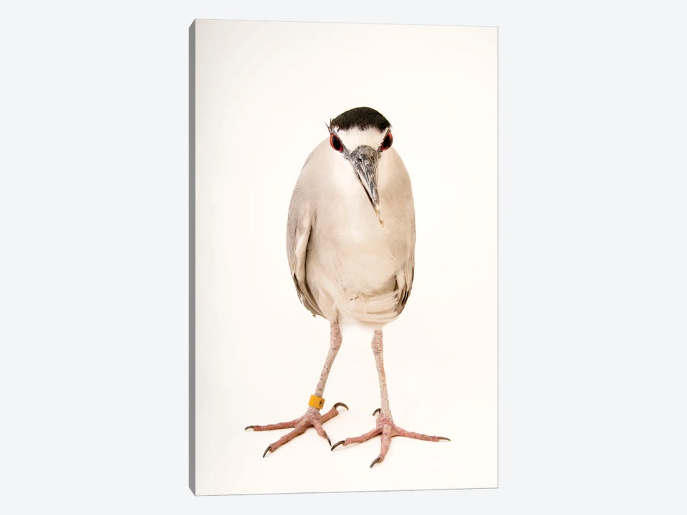 A Black-Crowned Night Heron At The Living Desert Zoo And Gardens In Palm Desert, California by Joel Sartore 1-piece Art Print