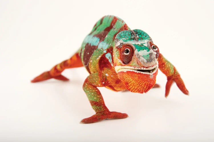 A Male Panther Chameleon Ambilobe Locality, At The Dallas World Aquarium