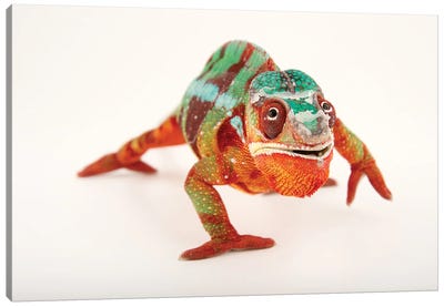 A Male Panther Chameleon Ambilobe Locality, At The Dallas World Aquarium Canvas Art Print - Chameleon Art