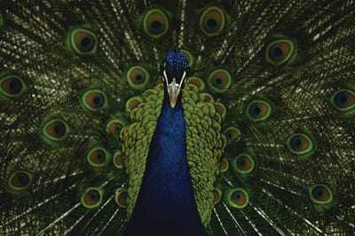 A Male Peacock Displays His Beautiful - Canvas Wall Art | Joel Sartore