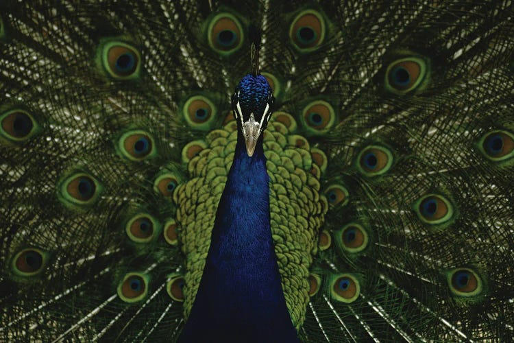 A Male Peacock Displays His Beautiful Feathers And Plumage