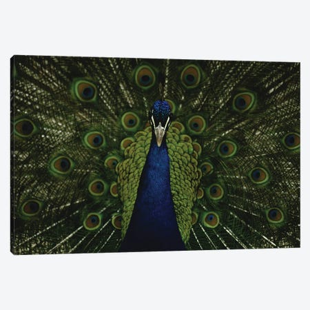 A Male Peacock Displays His Beautiful Feathers And Plumage Canvas Print #SRR131} by Joel Sartore Canvas Artwork