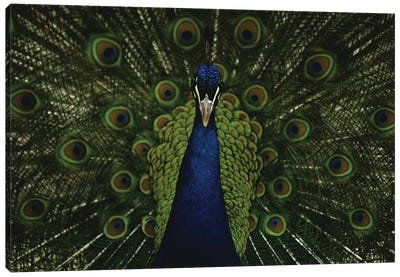 A Male Peacock Displays His Beautiful Feathers And Plumage Canvas Art Print