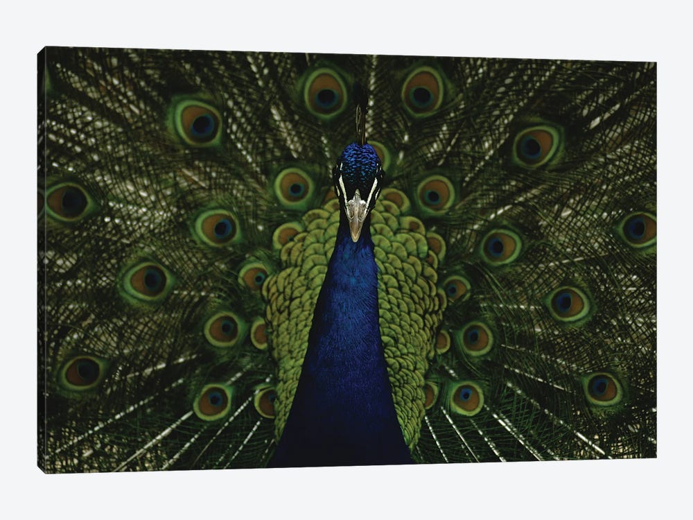 A Male Peacock Displays His Beautiful Feathers And Plumage 1-piece Canvas Art Print