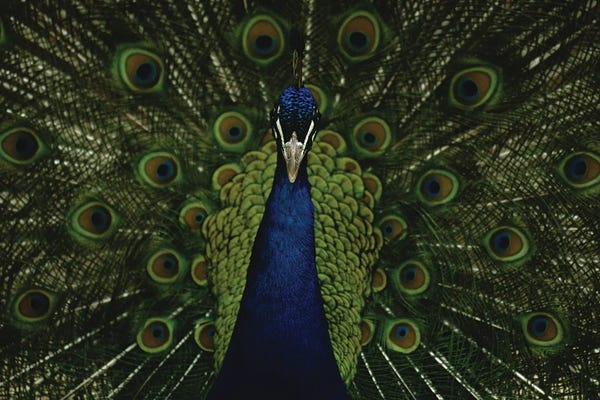 Peacocks: A Male Peacock Displays His Beautiful Feathers And Plumage by Joel Sartore