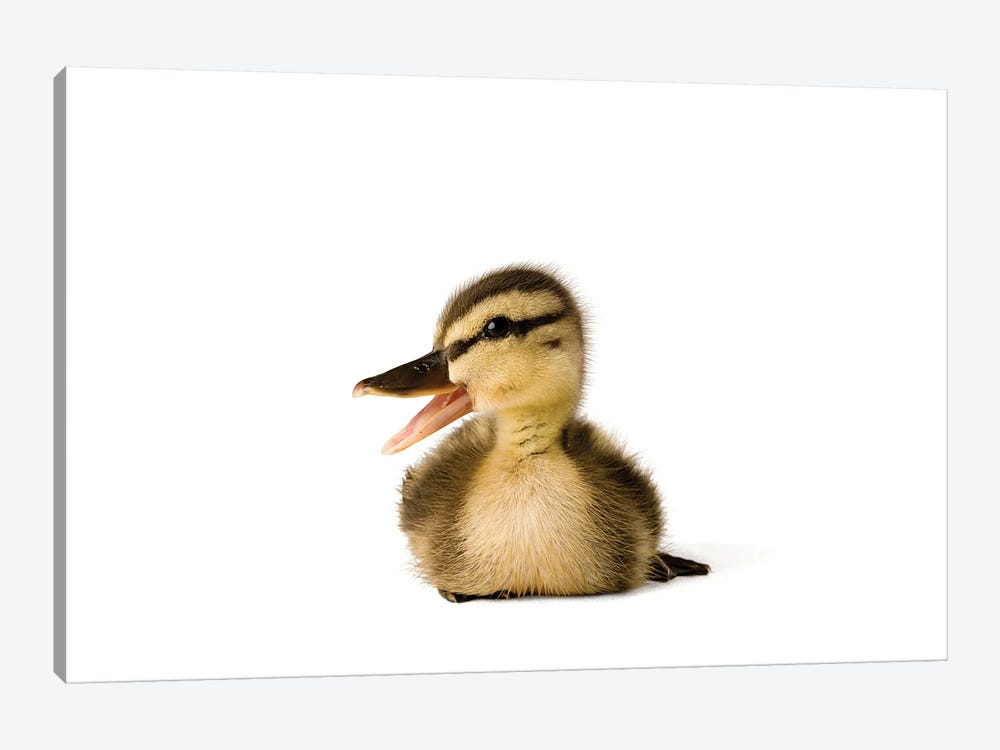 A Mallard Duckling I by Joel Sartore 1-piece Canvas Artwork