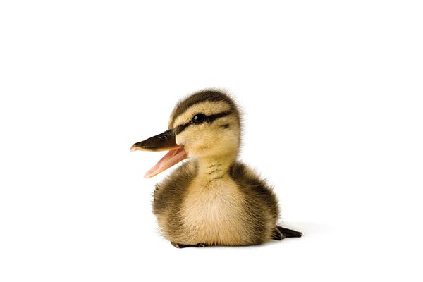 Joel Sartore: A Mallard Duckling I by Joel Sartore