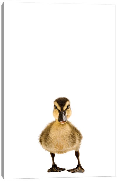 A Mallard Duckling II Canvas Art Print - Duck Art