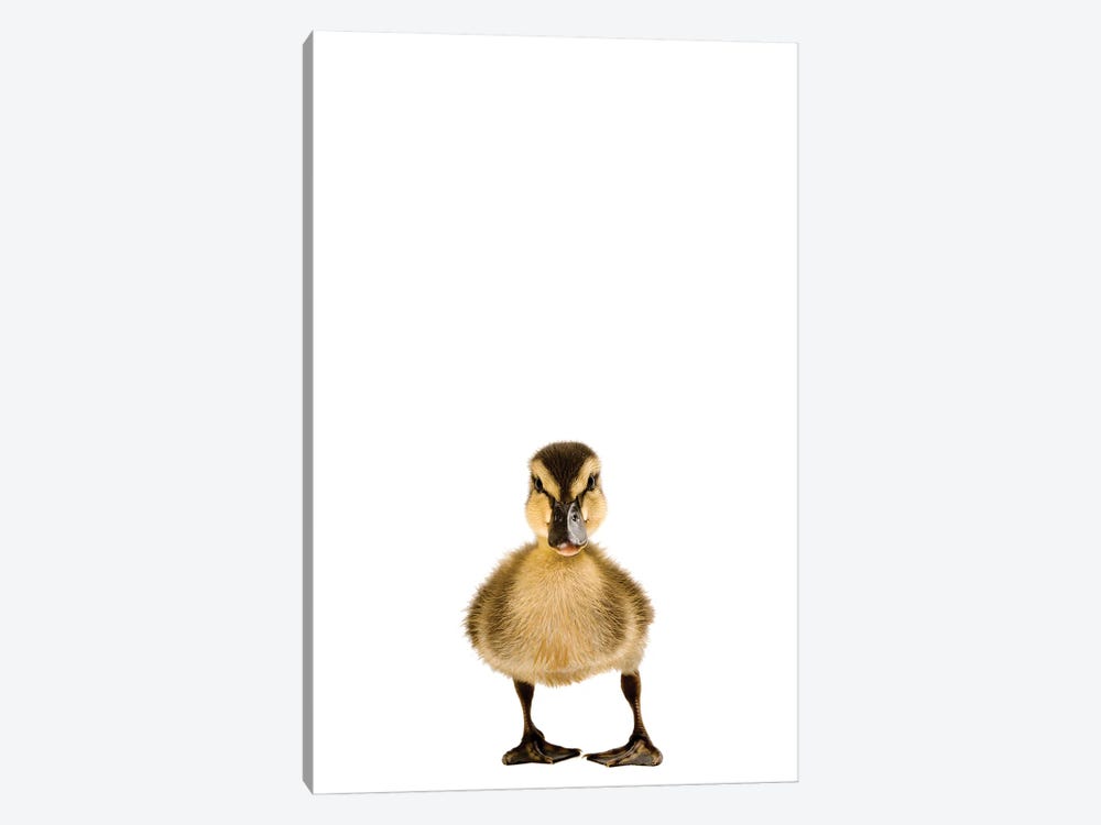A Mallard Duckling II by Joel Sartore 1-piece Canvas Print