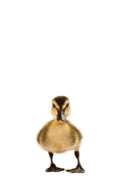 Baby Animals: A Mallard Duckling II by Joel Sartore