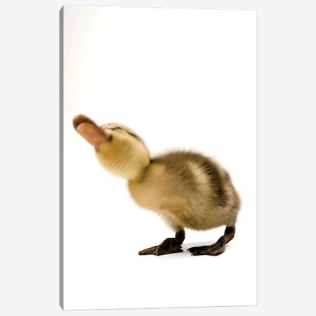 A Mallard Duckling III Canvas Print #SRR134} by Joel Sartore Art Print