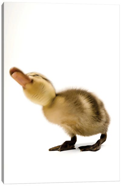 A Mallard Duckling III Canvas Art Print - Duck Art