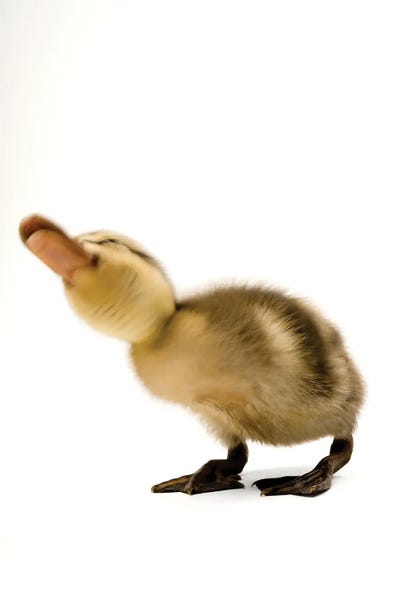 Baby Animals: A Mallard Duckling III by Joel Sartore