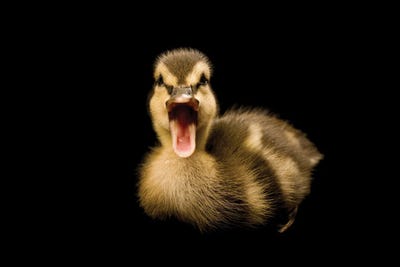 A Mallard Duckling IV by Joel Sartore art print