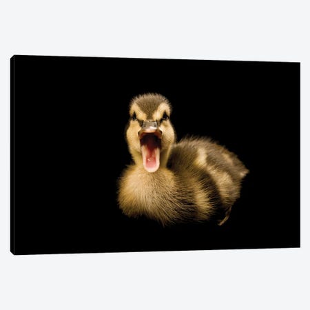 A Mallard Duckling IV Canvas Print #SRR135} by Joel Sartore Canvas Print