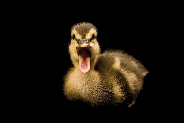 Joel Sartore: A Mallard Duckling IV by Joel Sartore