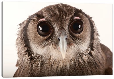 A Milky Eagle Owl At Zoo Atlanta Canvas Art Print - Joel Sartore