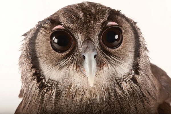 Joel Sartore: A Milky Eagle Owl At Zoo Atlanta by Joel Sartore