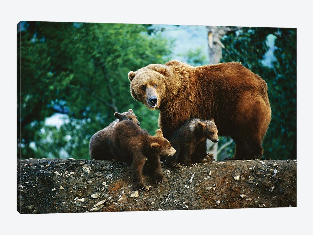 A Mother Grizzly Bear Looks Over Her Shoulder As Her Cubs Sit At Her Feet by Joel Sartore 1-piece Canvas Print