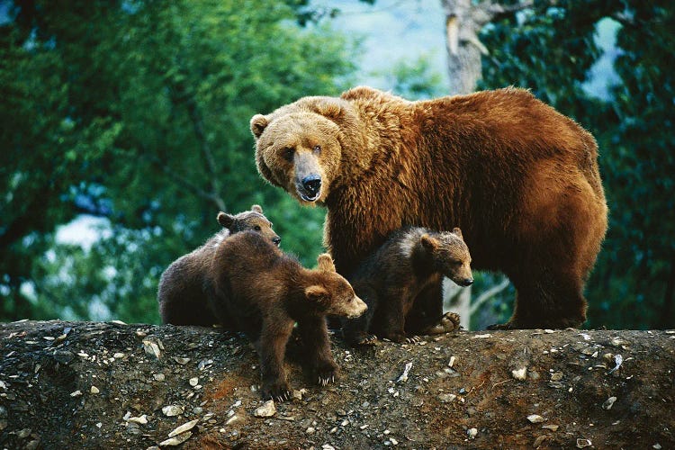 A Mother Grizzly Bear Looks Over Her Shoulder As Her Cubs Sit At Her Feet