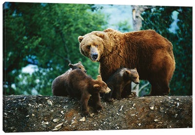 A Mother Grizzly Bear Looks Over Her Shoulder As Her Cubs Sit At Her Feet Canvas Art Print - Joel Sartore
