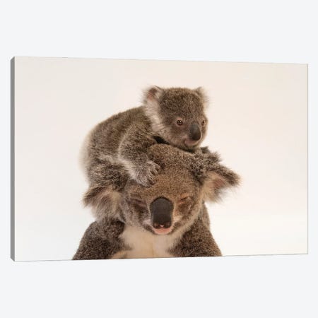 A Mother Koala Named Augustine And Her Baby At The Australia Zoo Wildlife Hospital In Queensland Canvas Print #SRR138} by Joel Sartore Canvas Art
