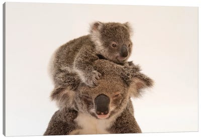 A Mother Koala Named Augustine And Her Baby At The Australia Zoo Wildlife Hospital In Queensland Canvas Art Print - Joel Sartore