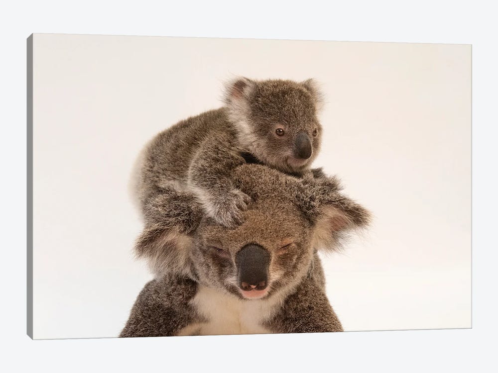 A Mother Koala Named Augustine And Her Baby At The Australia Zoo Wildlife Hospital In Queensland by Joel Sartore 1-piece Canvas Wall Art