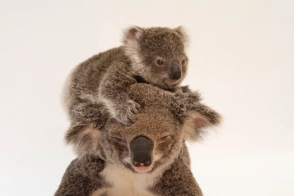 Koalas: A Mother Koala Named Augustine And Her Baby At The Australia Zoo Wildlife Hospital In Queensland by Joel Sartore