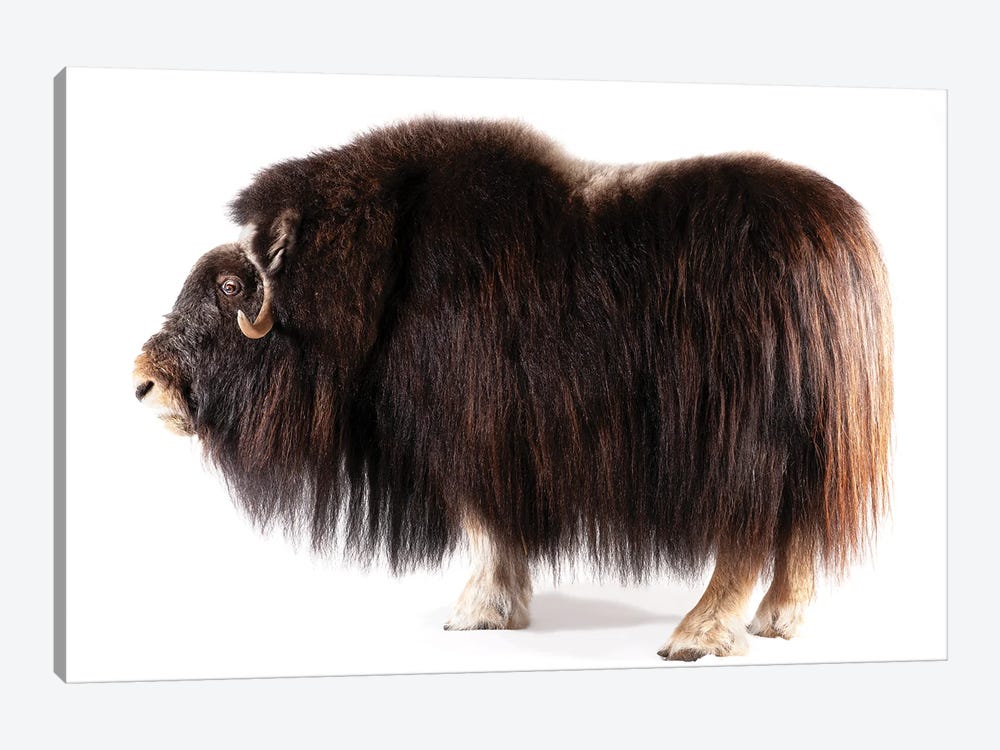 A Musk Ox At The University Of Alaska In Fairbanks, Ak by Joel Sartore 1-piece Canvas Print