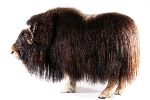 Bison & Buffaloes: A Musk Ox At The University Of Alaska In Fairbanks, Ak by Joel Sartore