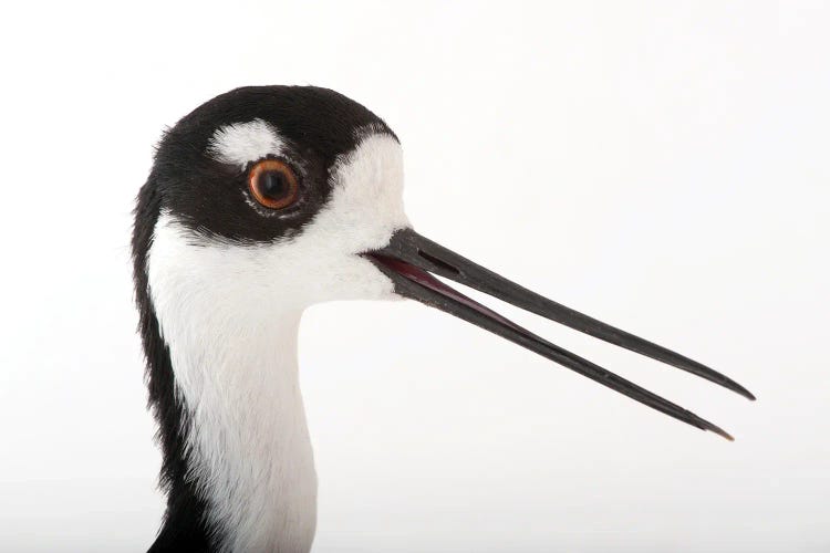 A Black-Necked Stilt At The Miller Park Zoo